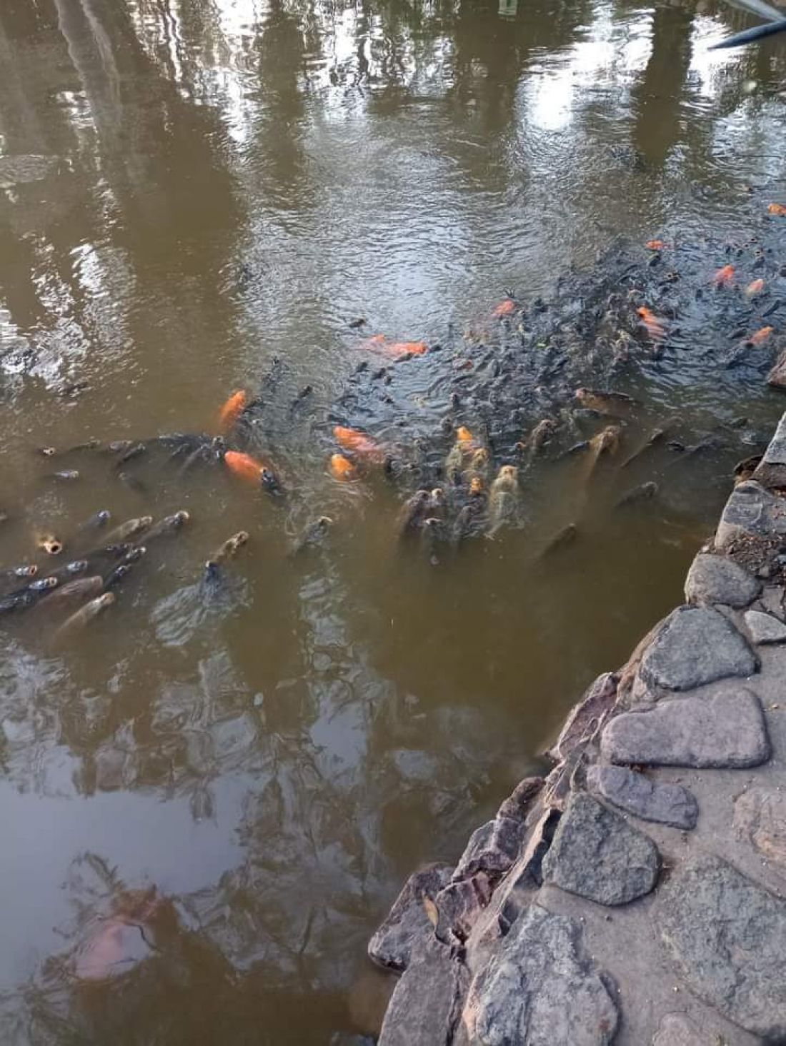 La Municipalidad intervino ante la muerte de los peces del lago del Parque San Martín