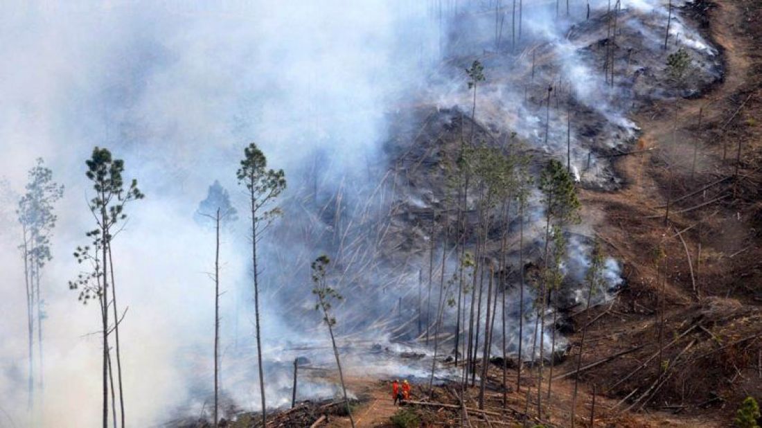 Con la mega ley 50 millones de hectáreas de bosques podrán ser desmontadas