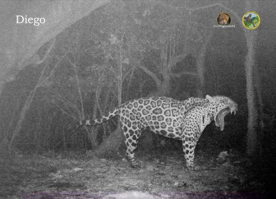 ¿Una señal para el domingo? Reapareció Diego, el Yaguareté salteño que homenajea al 10