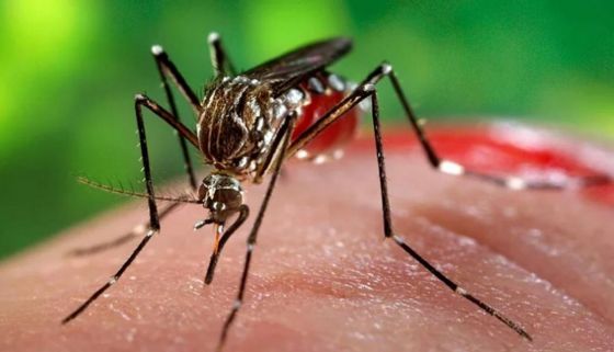 En lo que va del año, hubieron mas de mil casos positivos de dengue en Salta