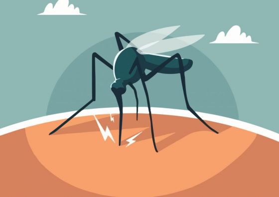 Epidemia de Dengue: Tucumán y Salta lideran el ranking