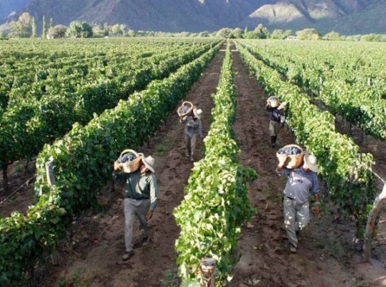 Una para la gente: la empresa francesa Pernod Ricard debe devolver 32 hectáreas usurpadas a Cafayate