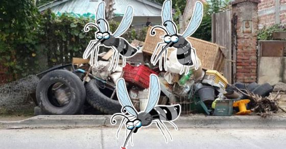 Epidemia de Dengue: hoy inicia la campaña de descacharrado