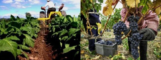 Por las medidas anunciadas por Massa, tabacaleros y productores de vino recuperan más de 20 mil millones por quita de retenciones