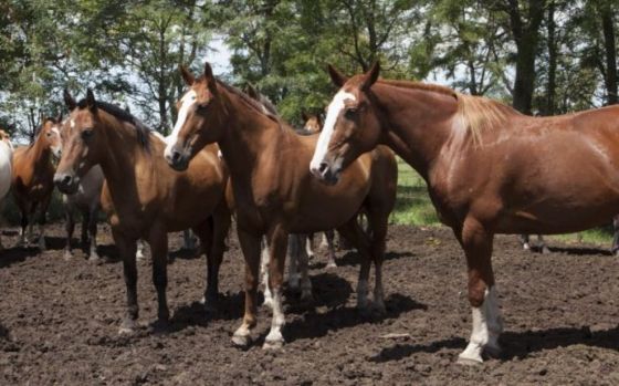 SENASA declaró emergencia sanitaria nacional por Encefalomielitis Equina