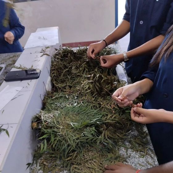 Alumnos de una escuela salteña fabrican repelente contra el dengue