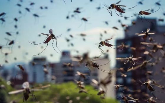 El dengue grave es silencioso y puede ser fatal, pero tiene solución: cuáles son los síntomas de alarma