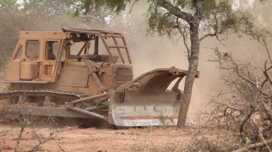 Desmontaron ilegalmente 11 mil hectáreas en Tartagal: la justicia les ordena reforestar