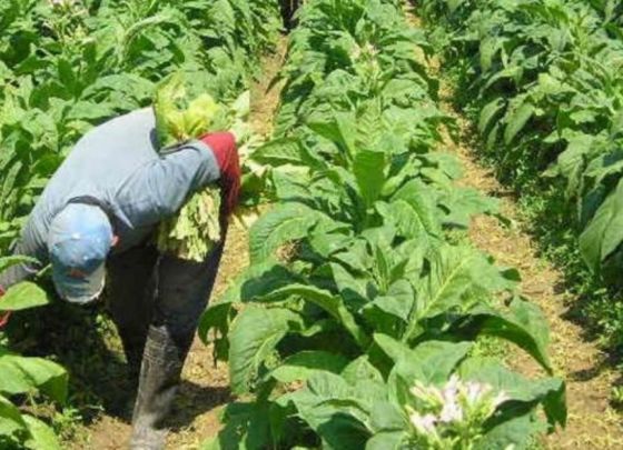 Crecieron las economías regionales: legumbres, aceites y tabaco exportaron por 7.000 millones de dólares